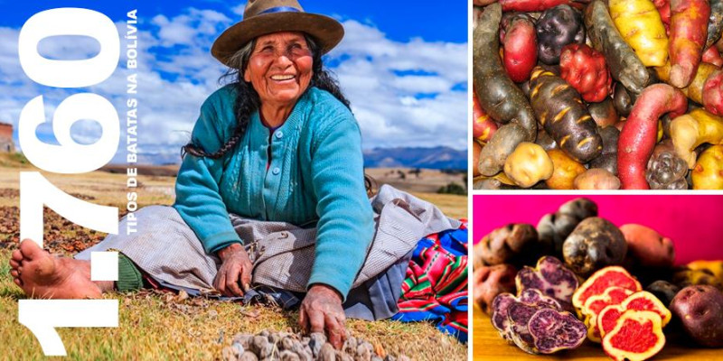 A Bolívia posue 1.760 tipos de batatas