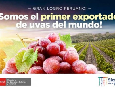 O sucesso das exportações de uva fresca no Peru: líder mundial no mercado dessa fruta.